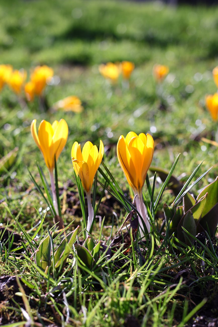 vibrant yellow crocus flowers in spring grass
